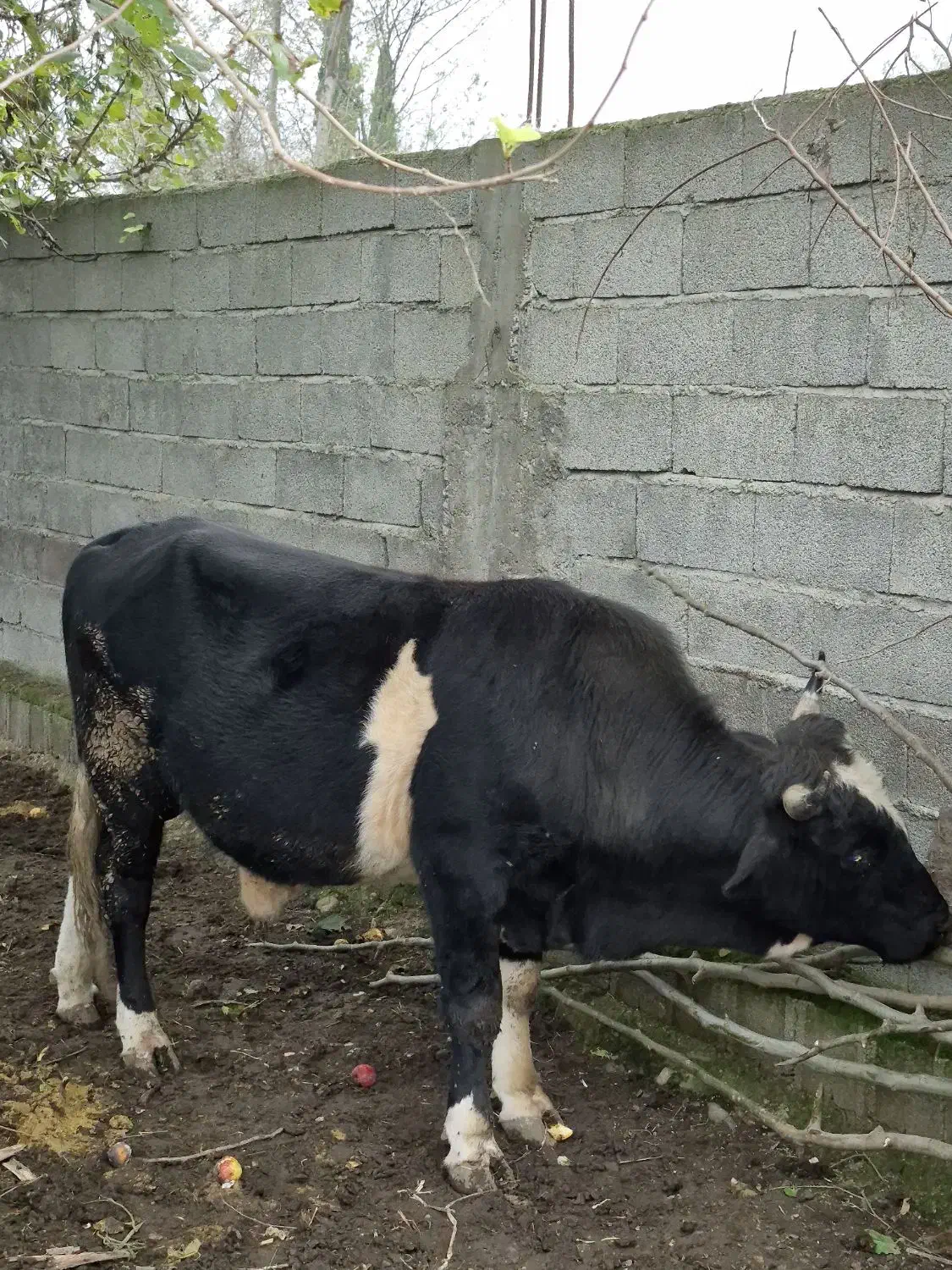 فروش کلچه تالشی|حیوانات مزرعه|تالش, جوکندان|دیوار