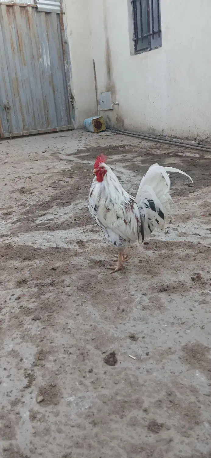 مرغ لاری و خروس گلین|حیوانات مزرعه|پاکدشت, پاکدشت (مامازند)|دیوار