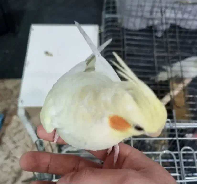 یک جفت عروس هلندی بسیار زیبا|پرنده|پیشوا, |دیوار