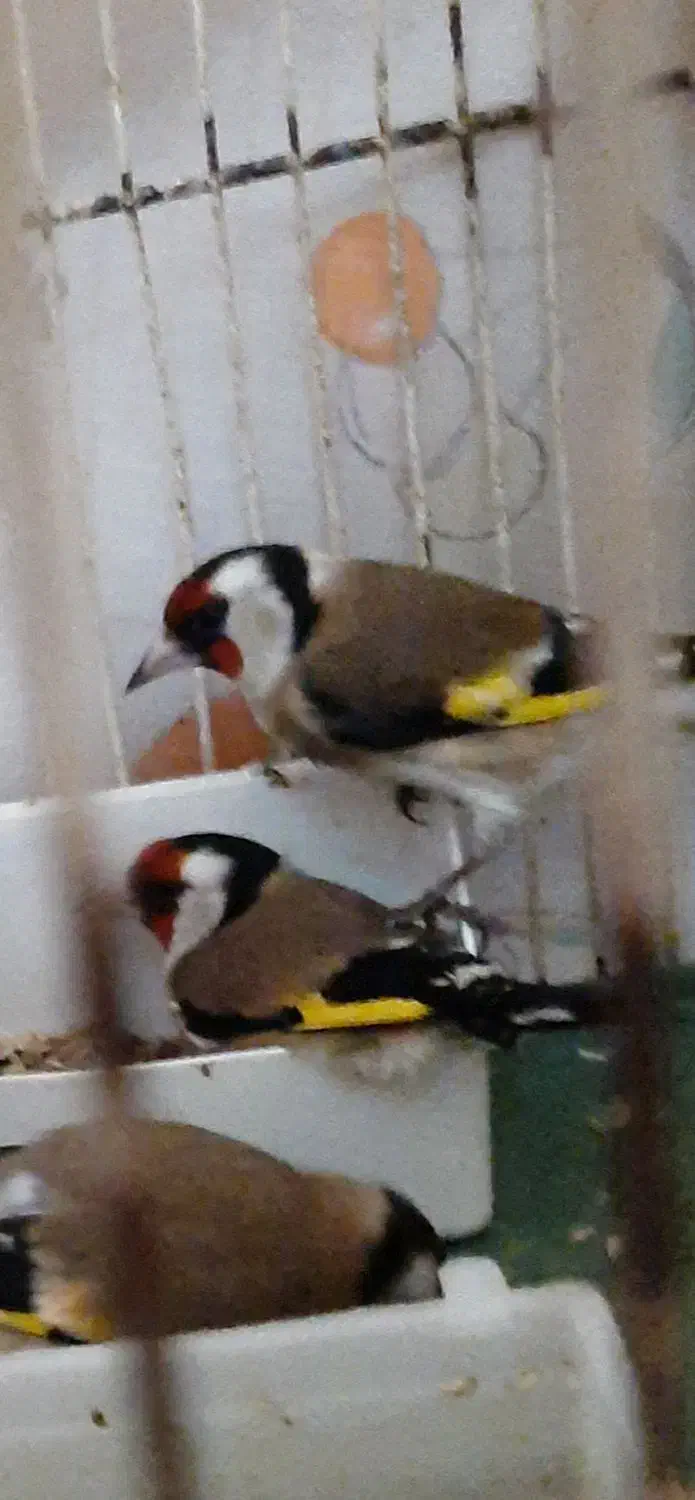 سهره|پرنده|رشت, شهریاران|دیوار