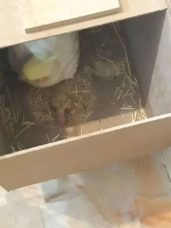 فروش فوری عروس هلندی شاه تخم فول مولد جوان|پرنده|فارسان, |دیوار