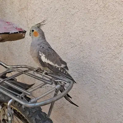 جفت|پرنده|قم, آذر (نکویی)|دیوار