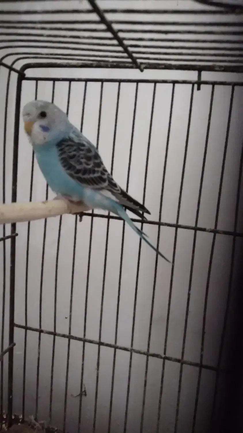 مرغ عشق|پرنده|اردبیل, |دیوار