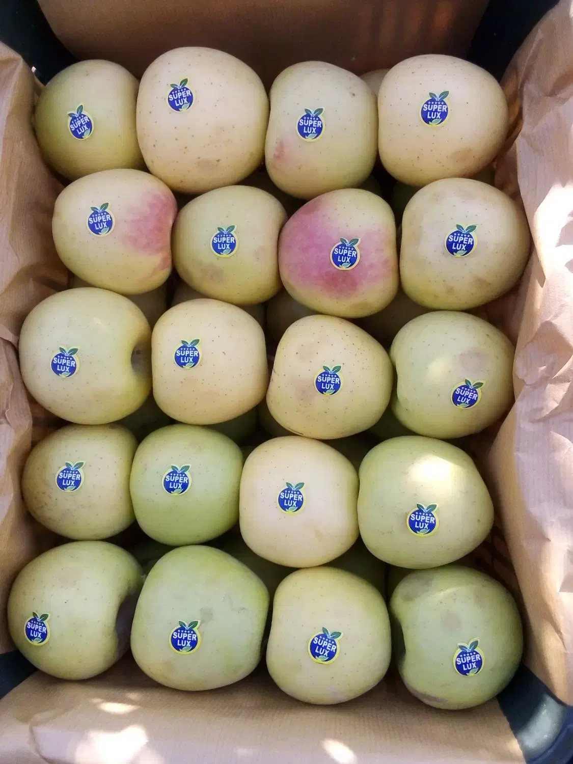 سیب مشگین شهر|خوردنی و آشامیدنی|مشگین شهر, |دیوار