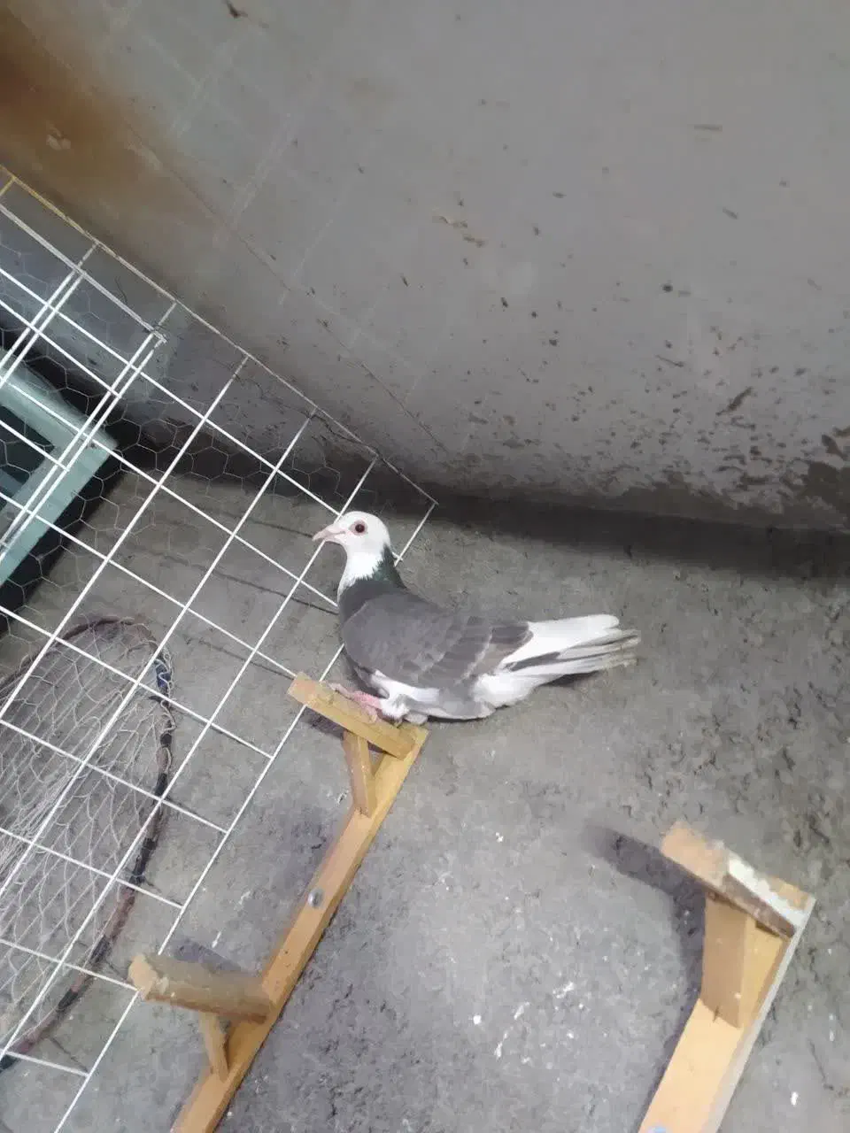 کفتر صید|پرنده|مشهد, یاس|دیوار