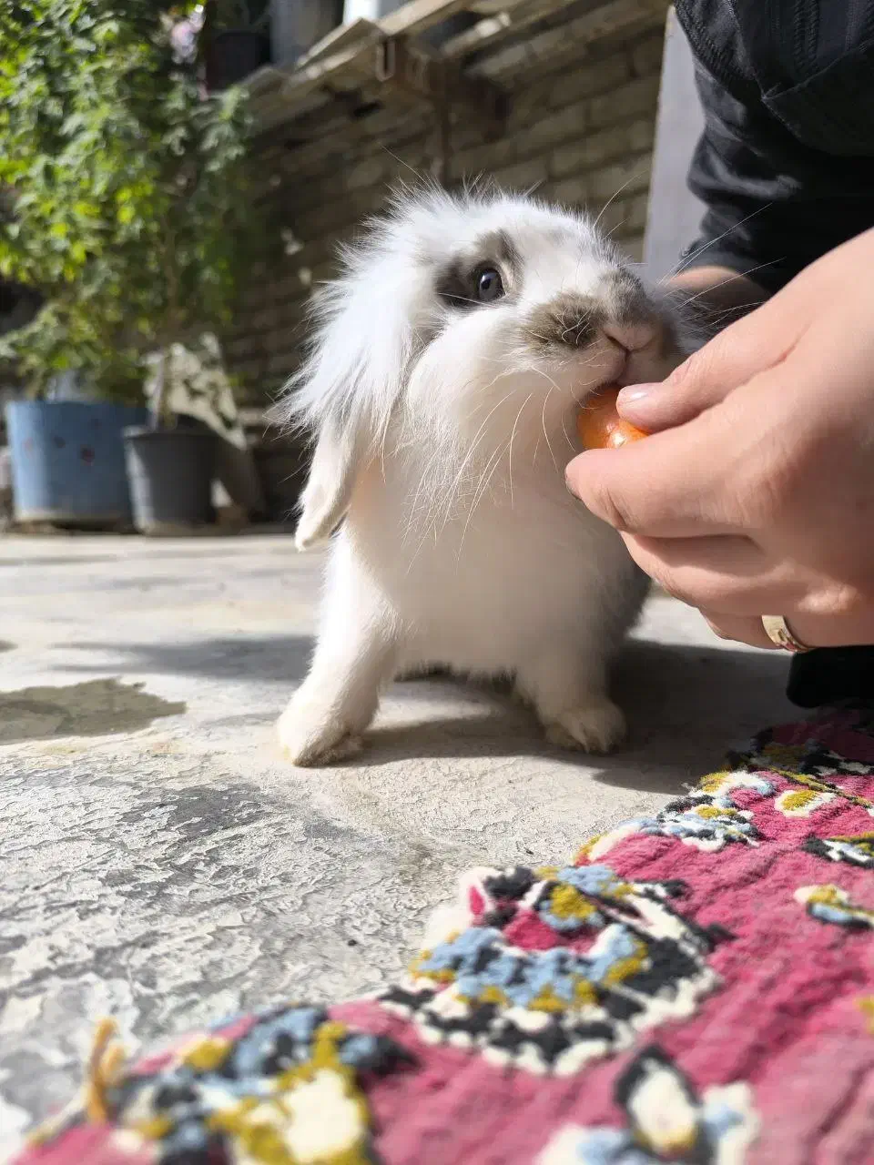 خرگوش لوپ|موش و خرگوش|ورامین, ورامین|دیوار