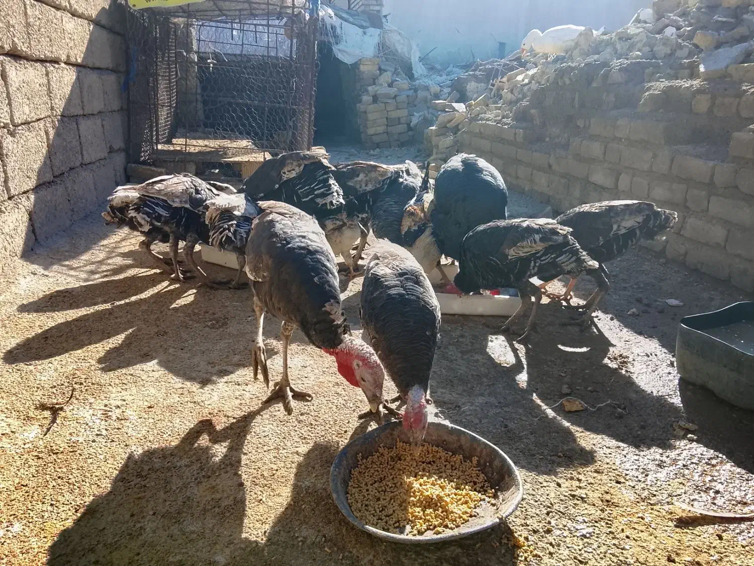 بوقلمون|حیوانات مزرعه|آبدانان, |دیوار