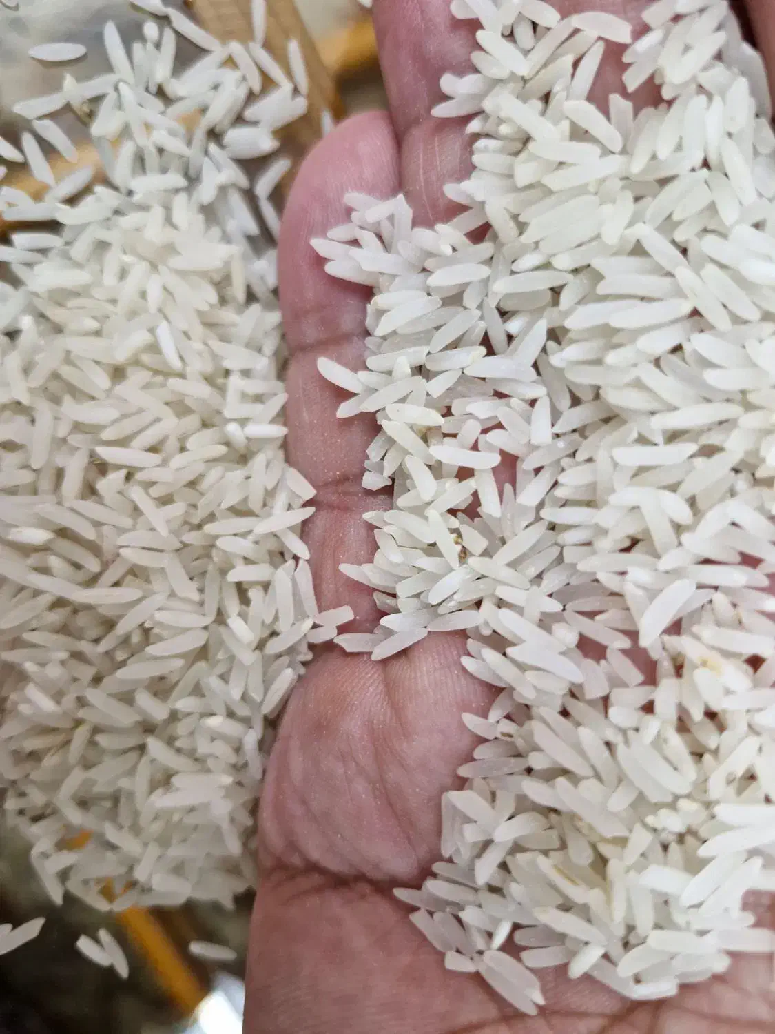 فروش برنج فجر محلی|حراج|نگین شهر, |دیوار