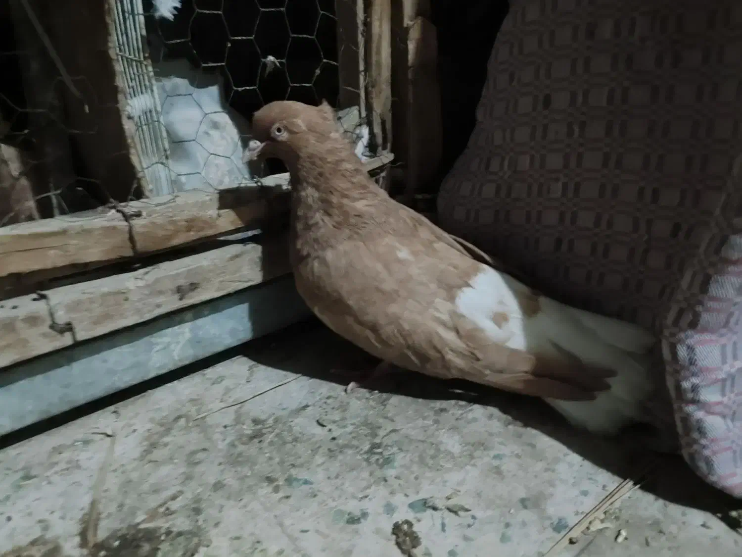 کفتر زرددم سفید|پرنده|تفت, |دیوار