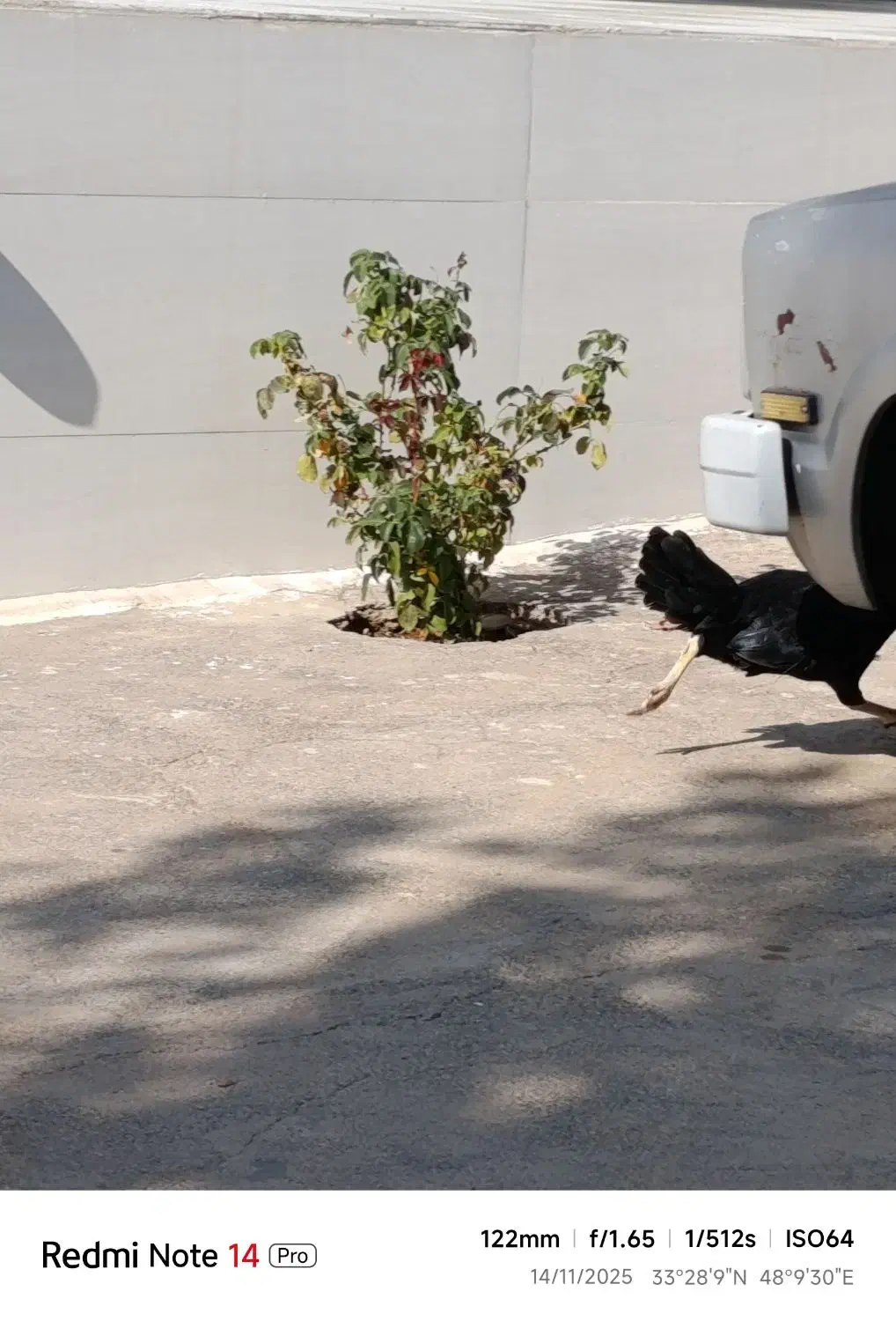 مرغ سالم|پرنده|خرمآباد, |دیوار