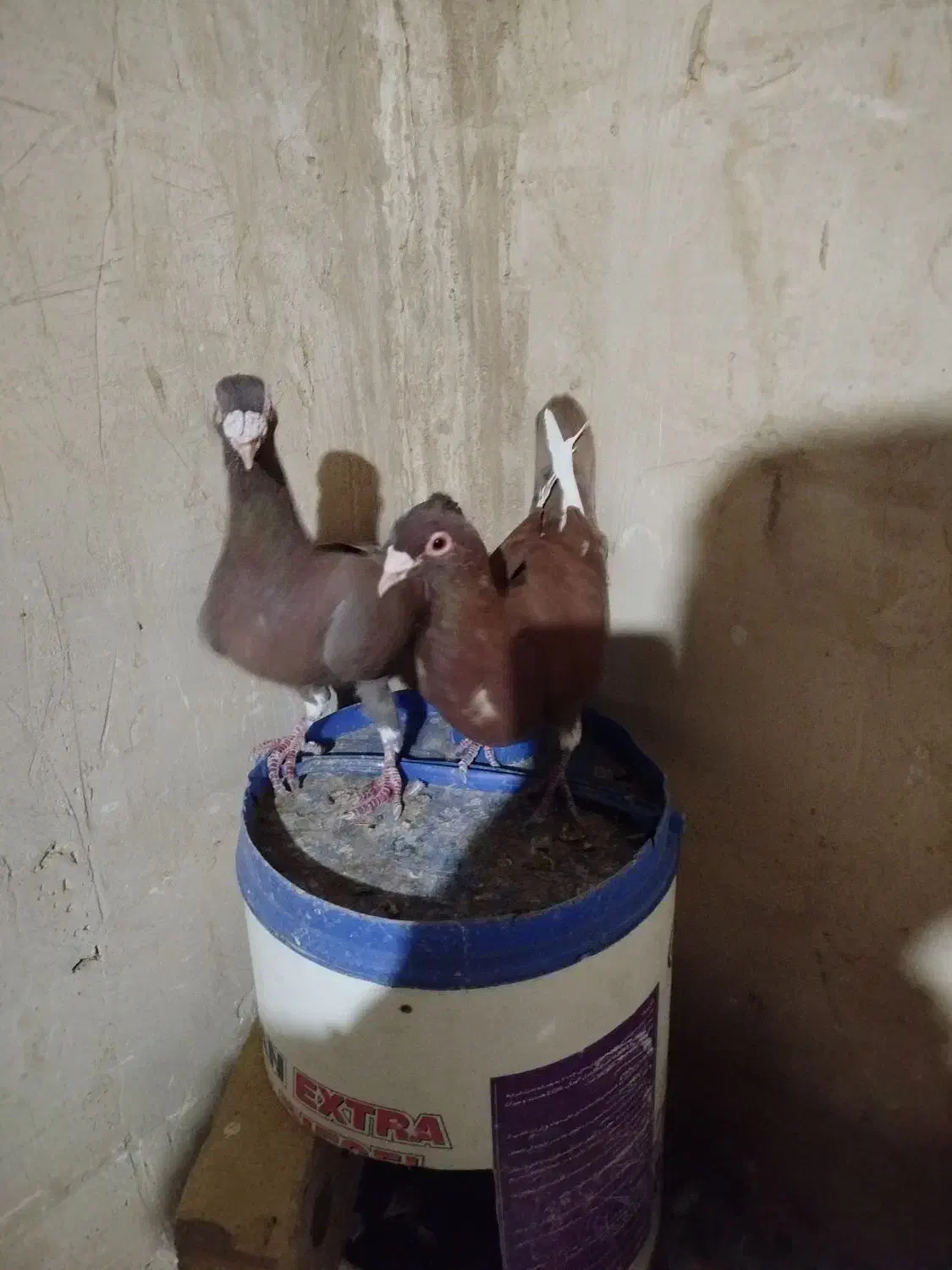 قره سرخ|پرنده|خواف, |دیوار