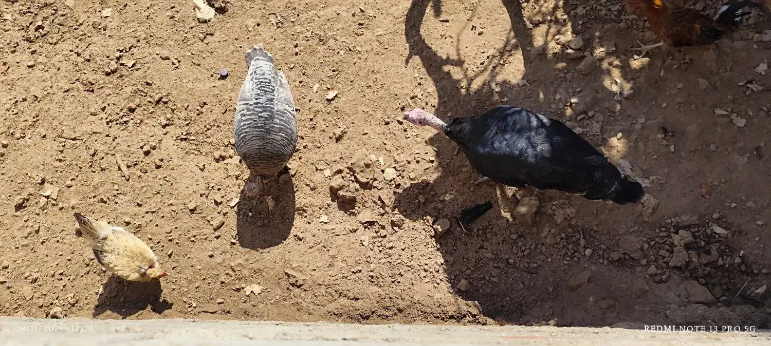 پرنده|پرنده|چاروسا, |دیوار