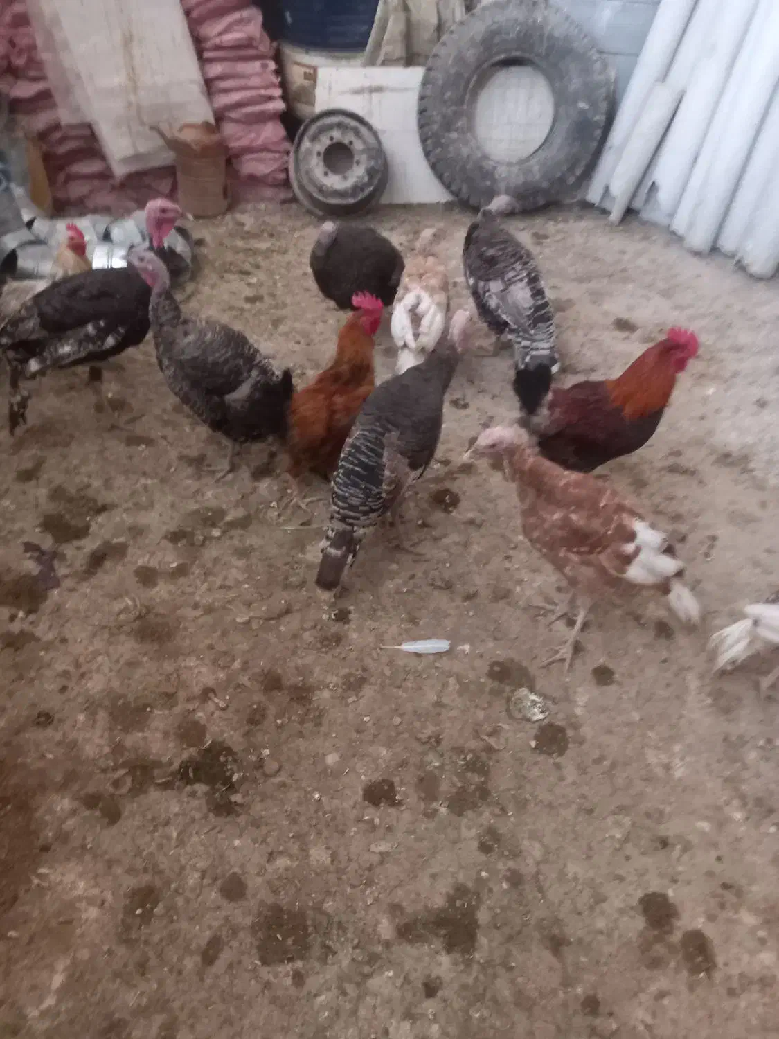 خروس و بوقلمون|حیوانات مزرعه|مشهد, ادیب نیشابوری (شهرک غرب)|دیوار