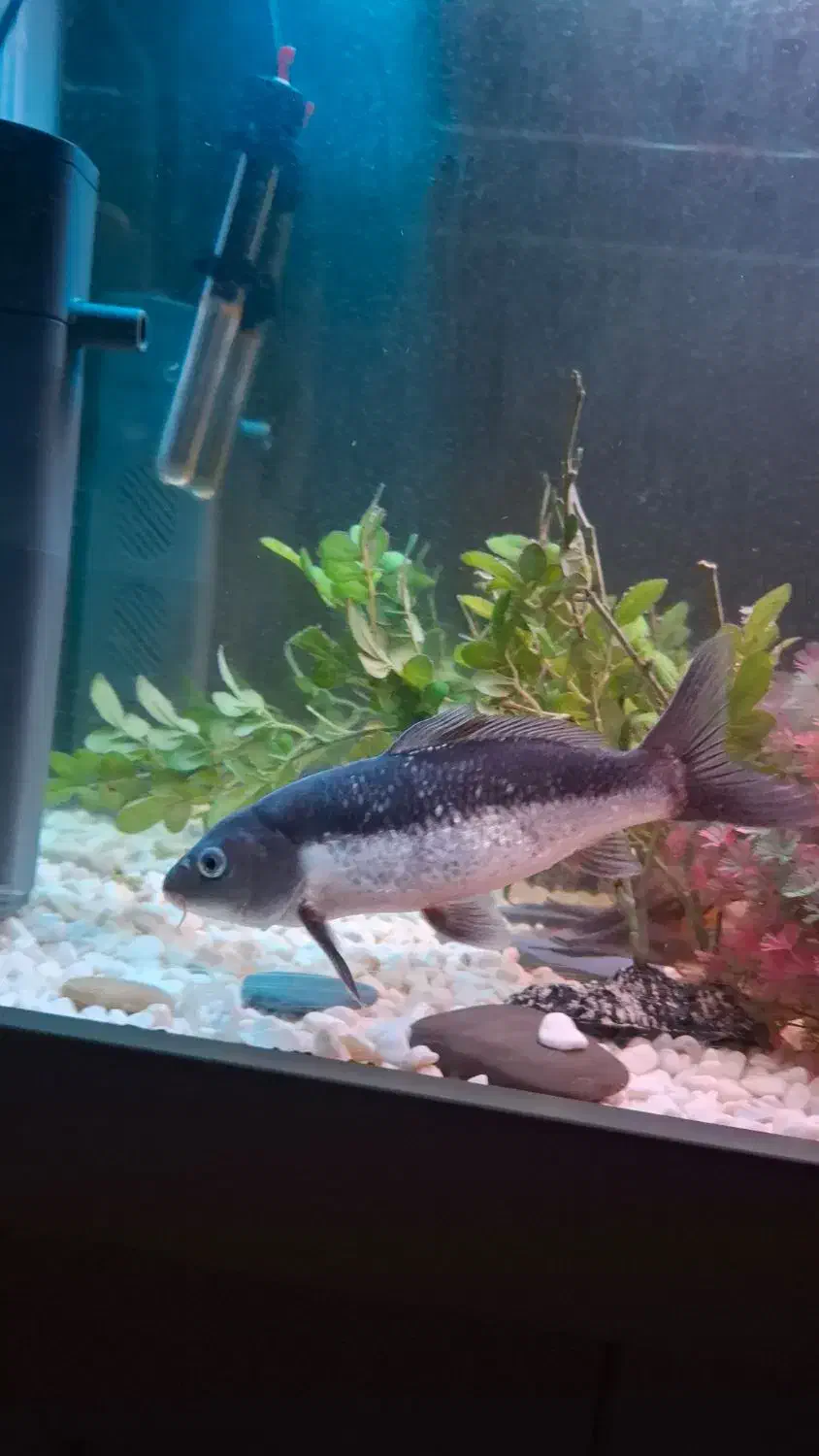 ماهی کوی|ماهی|کرج, شهرک جهاننما|دیوار