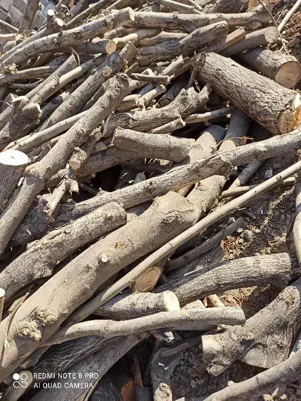 چوب درخت نارنج|مصالح و تجهیزات ساختمان|فسا, |دیوار