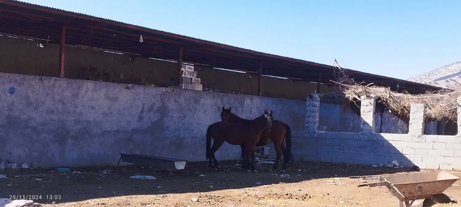 اسب و مادیون|اسب و تجهیزات اسب‌سواری|بهبهان, |دیوار