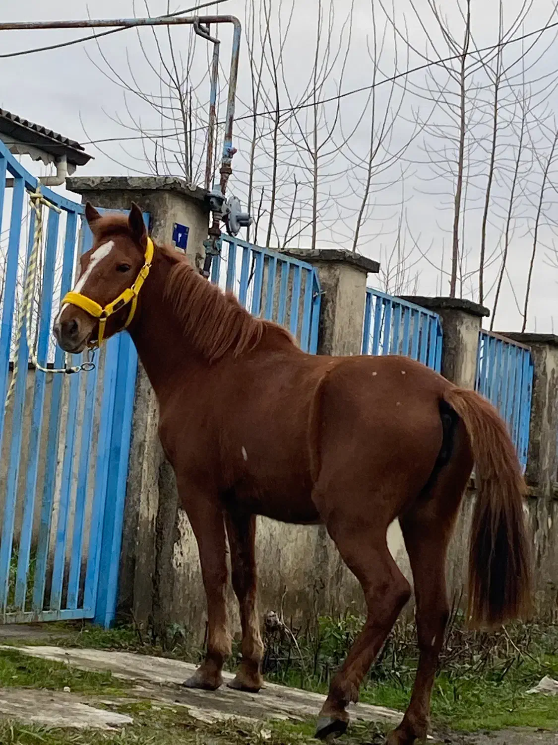 مادیان ابستن|اسب و تجهیزات اسب‌سواری|رشت, پستک|دیوار