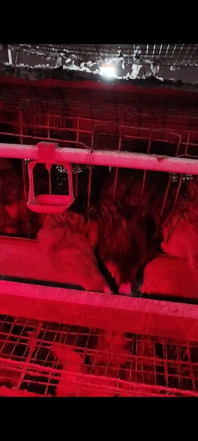 قفس مرغ تخم گذار|لوازم جانبی حیوانات|سیلاخور, |دیوار