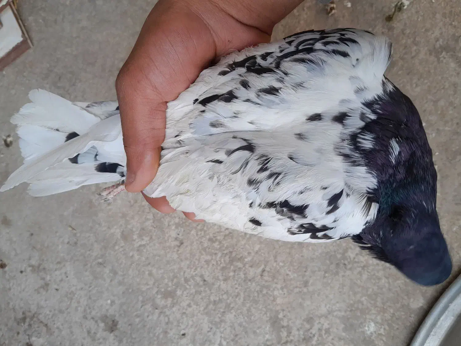 چهار تا پرنده|پرنده|رامهرمز, |دیوار