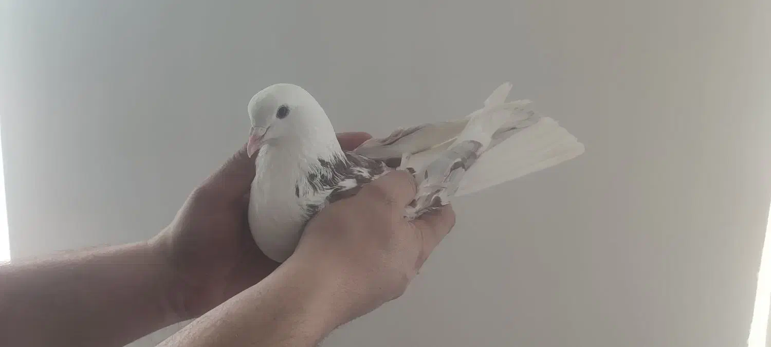 کبوتر|پرنده|مشگین شهر, |دیوار