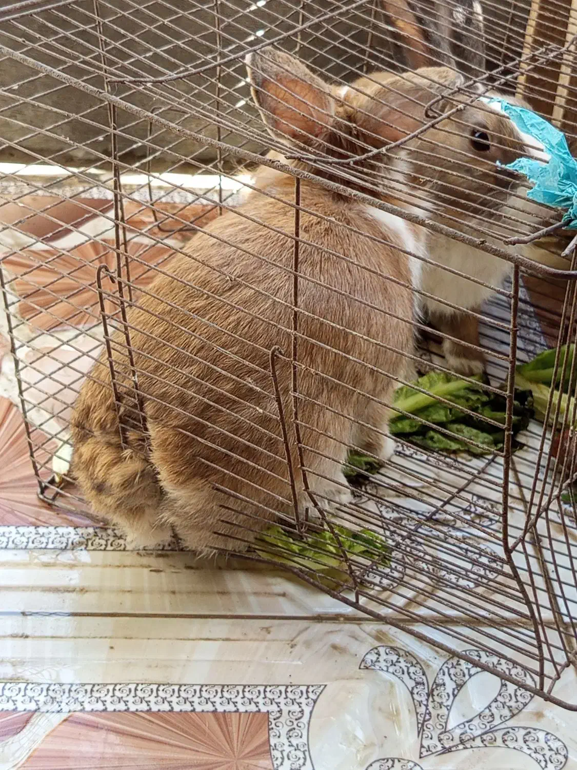 خرگوش|موش و خرگوش|میناب, |دیوار