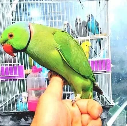 دنیای عروس ملنگو برزیلی شاه طوطی گیرینچیک کاسکو|پرنده|تهران, جیحون|دیوار