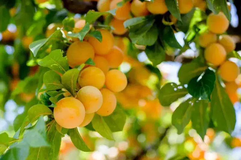 نهال اصلاح شده پربار|خدمات باغبانی و درختکاری|تبریز, |دیوار