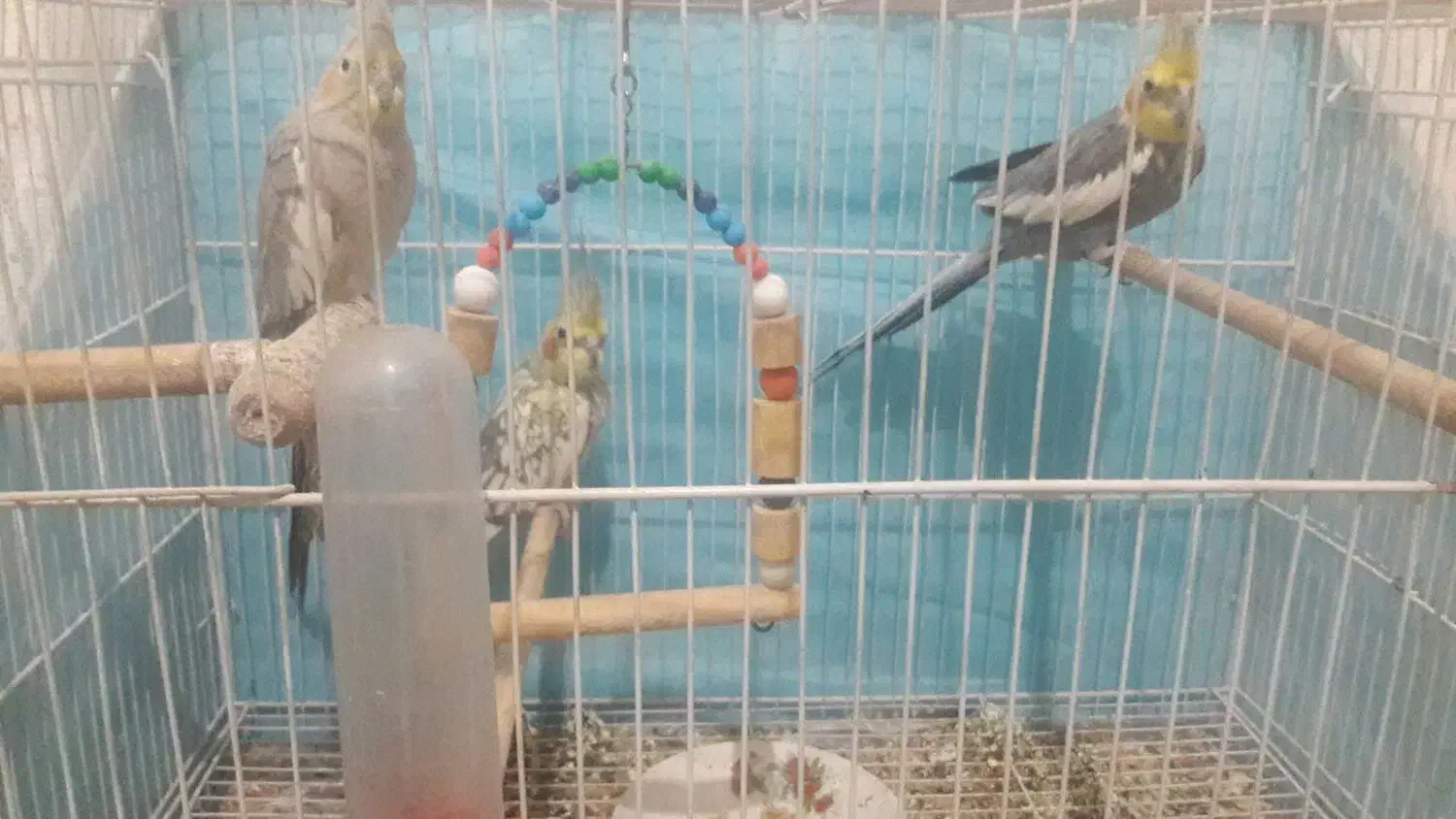 معاوضه با ویدیو|پرنده|رضویه, |دیوار