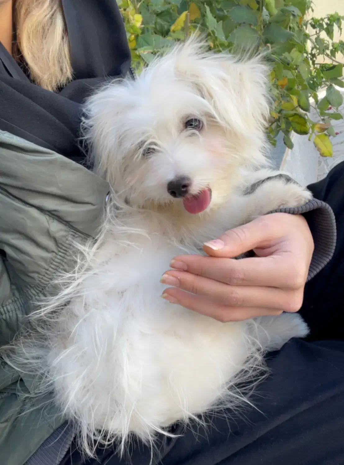 واگذاری|سگ|سیسخت, |دیوار