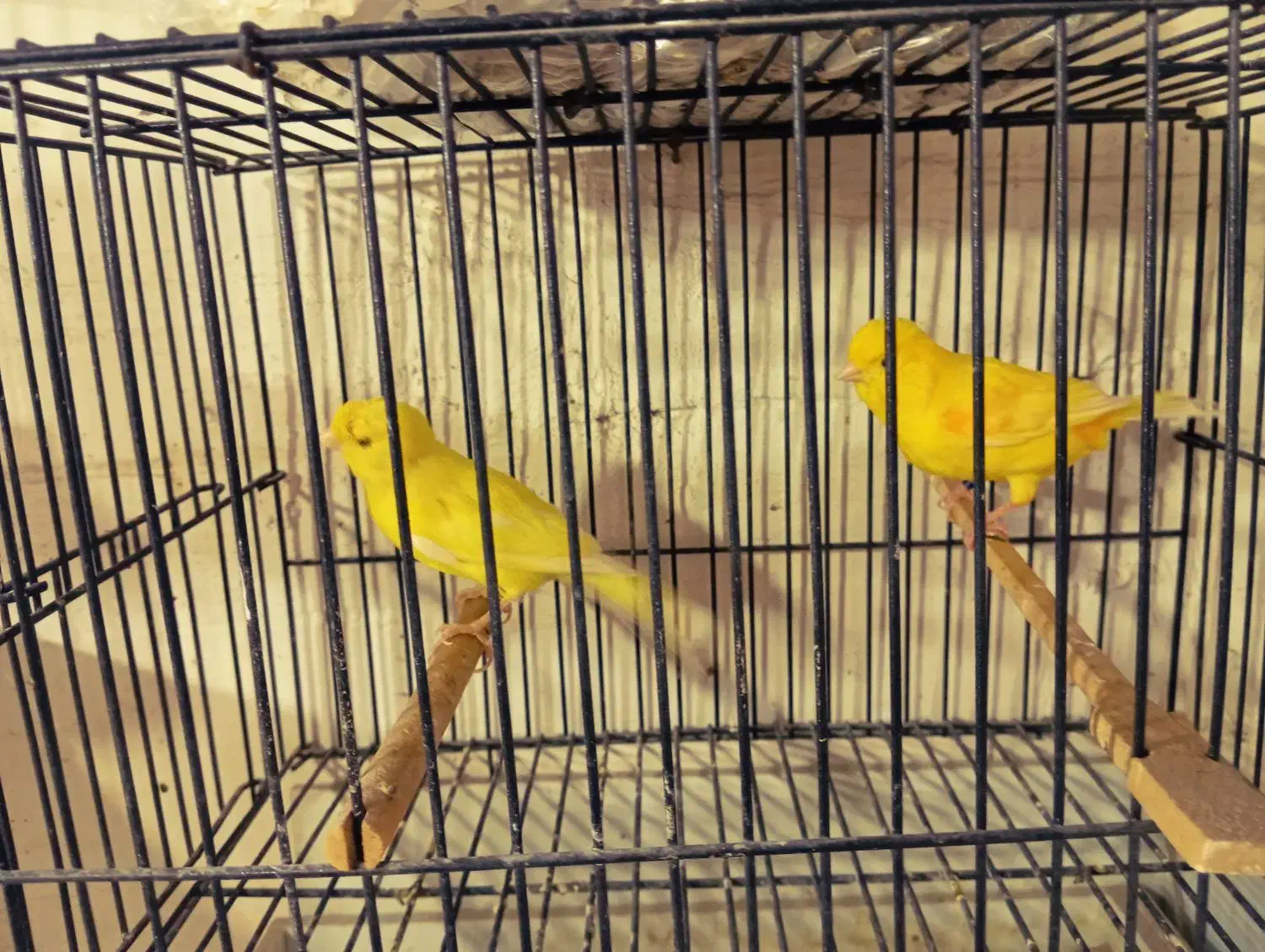 قناری یلو فاکتور|پرنده|مشهد, شفا|دیوار