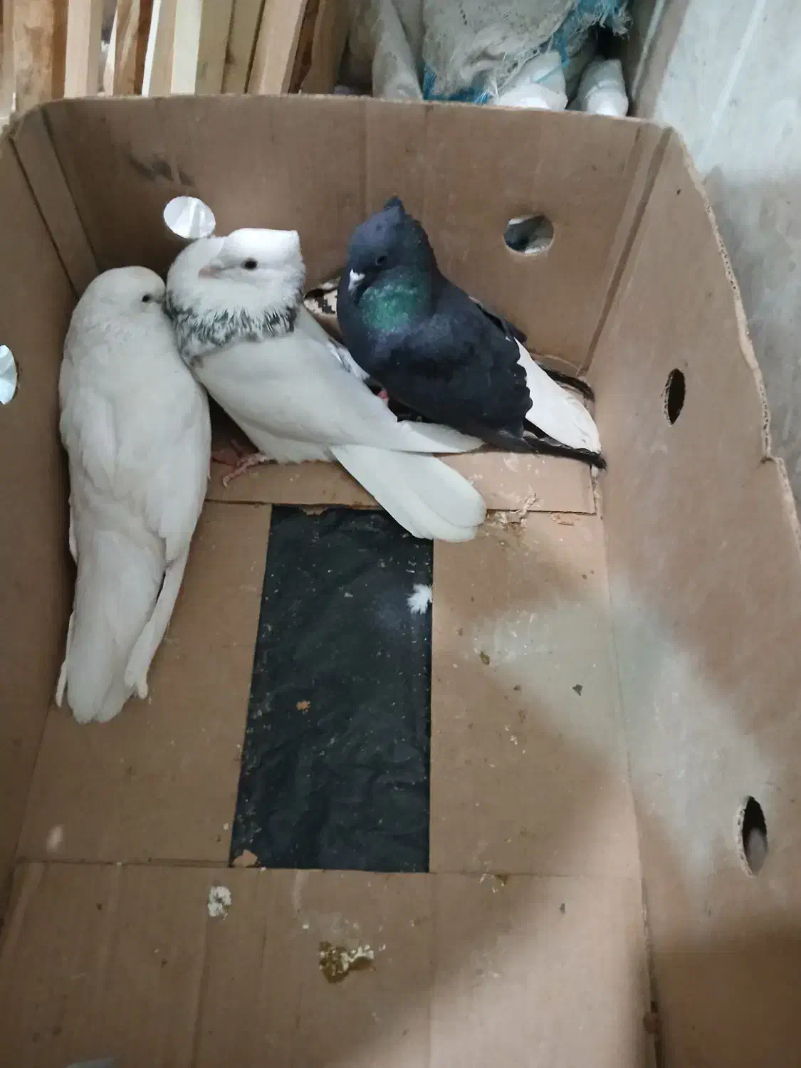 کبوتر تهرانی پرشی و نقش|پرنده|خمینیشهر, |دیوار