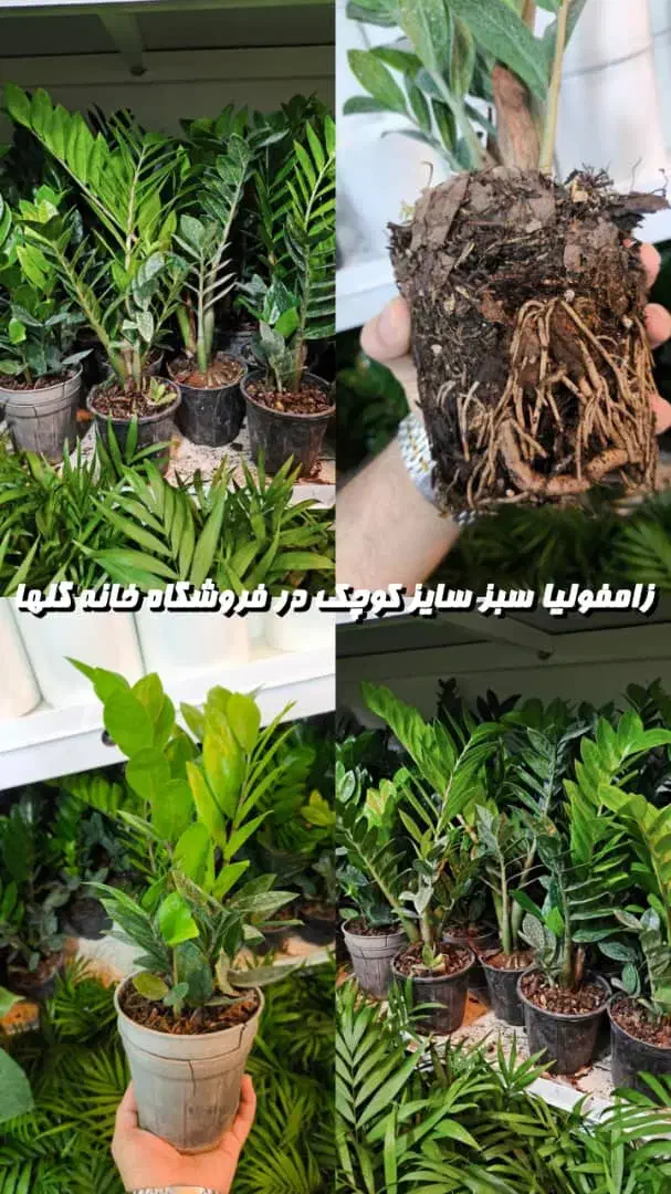 زامفولیا مناسب برای هدیه|گل و گیاه طبیعی|بندرعباس, |دیوار