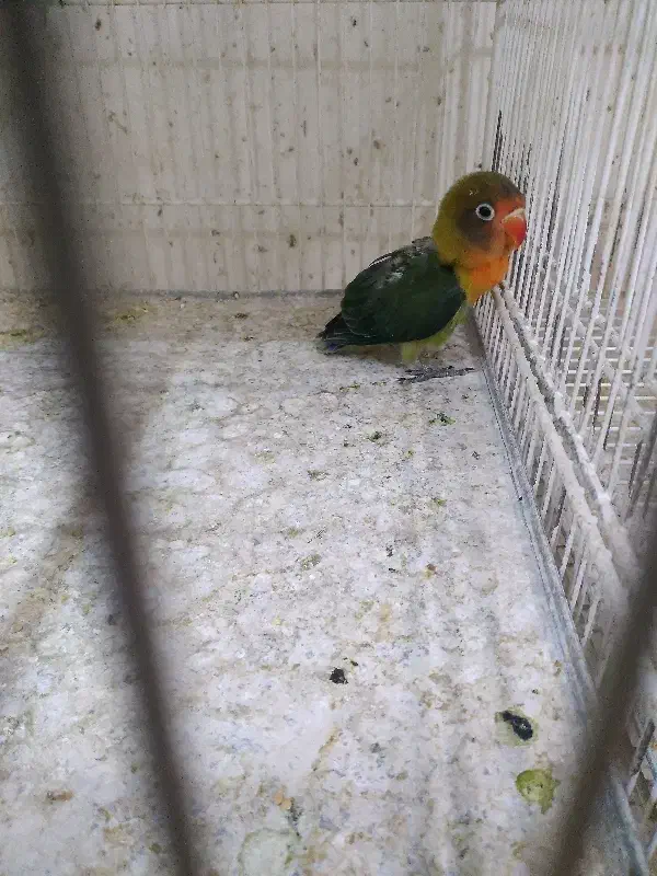 کوتوله موجود هست|پرنده|تربت جام, نظامی|دیوار