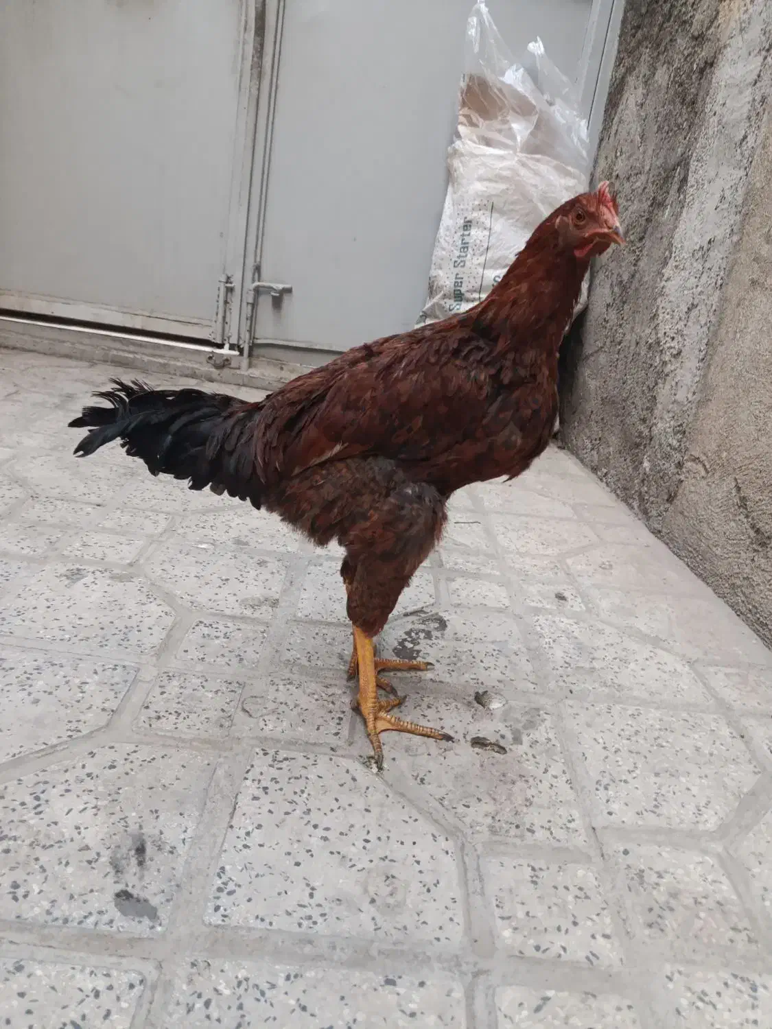 خروس محلی|حیوانات مزرعه|تهران, هفت چنار|دیوار