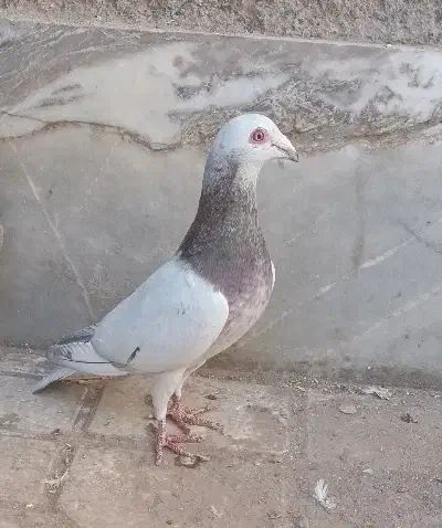 کله هما هفرنگ نر بیرونی|پرنده|سبزوار, باهنر|دیوار