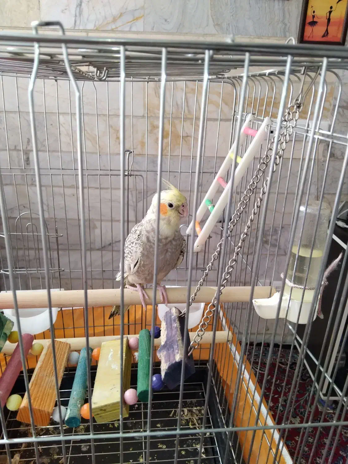 عروس هلندی ماده|پرنده|تهران, شهرک هما|دیوار