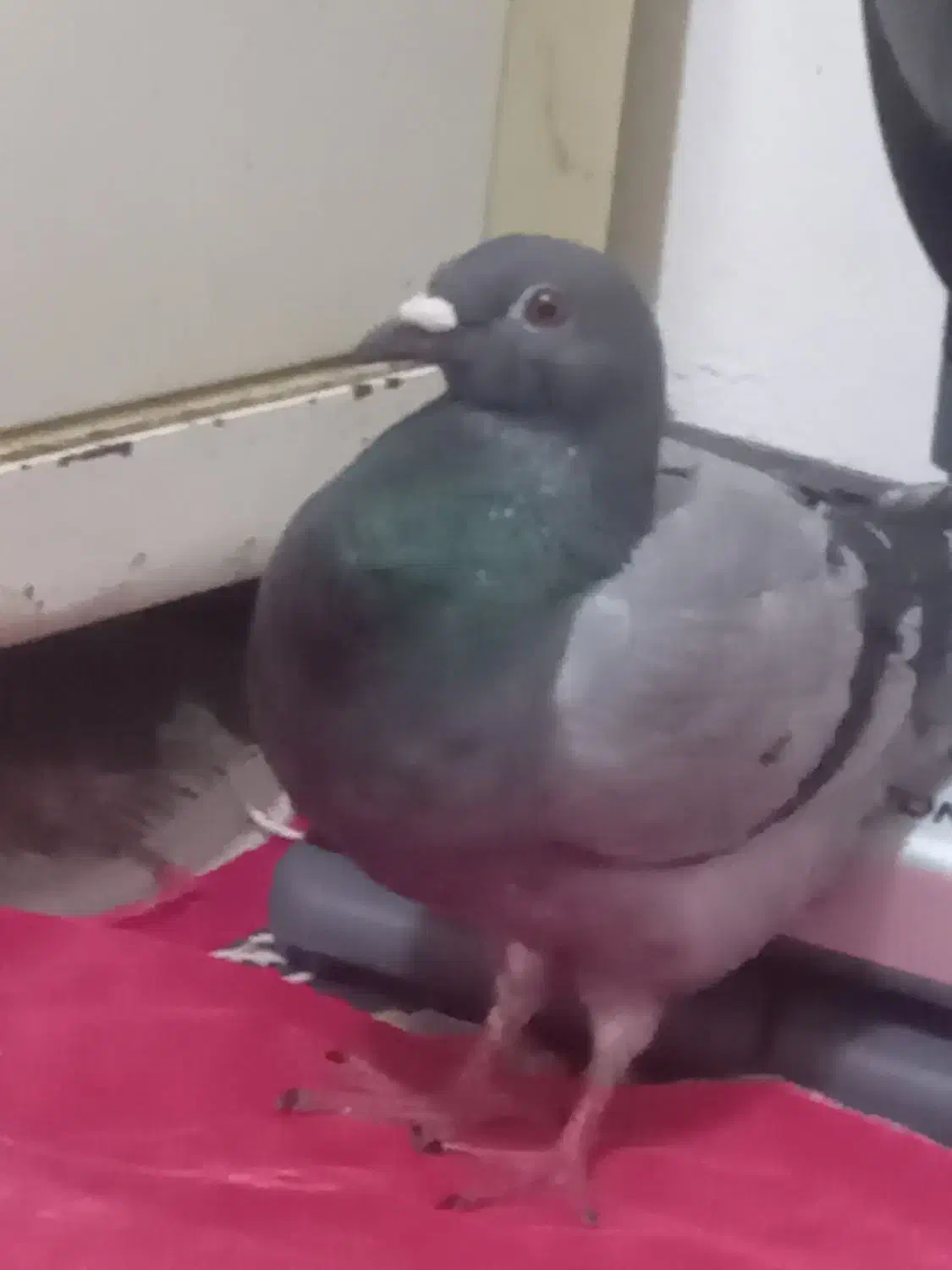 ۱عدد کبوتر|پرنده|شاهین‌شهر, شهرک هشت بهشت|دیوار