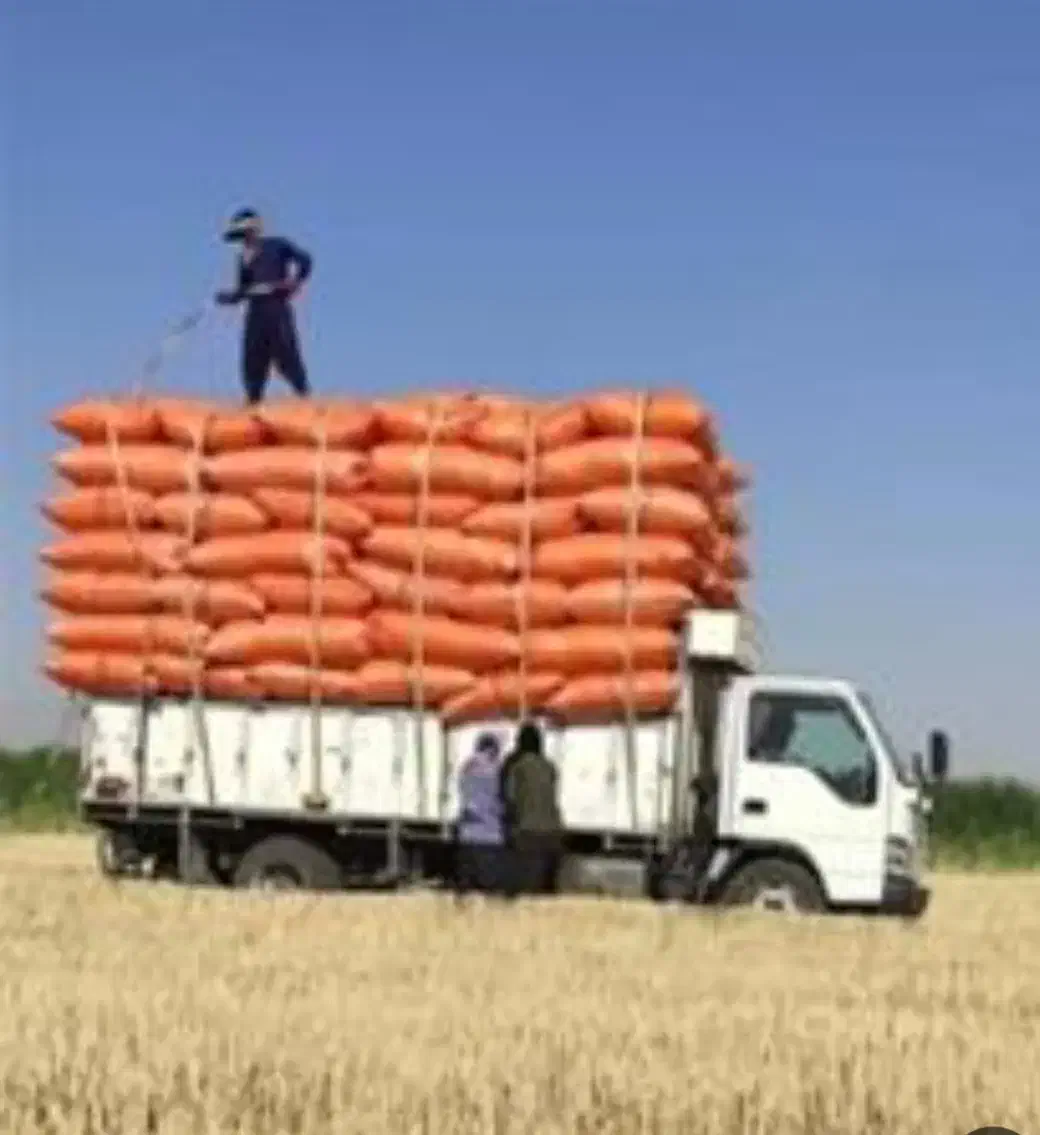 با سلام کاه دیمی گندم نرم تمیز|عمدهفروشی|شهریار, شهرک شاهد|دیوار