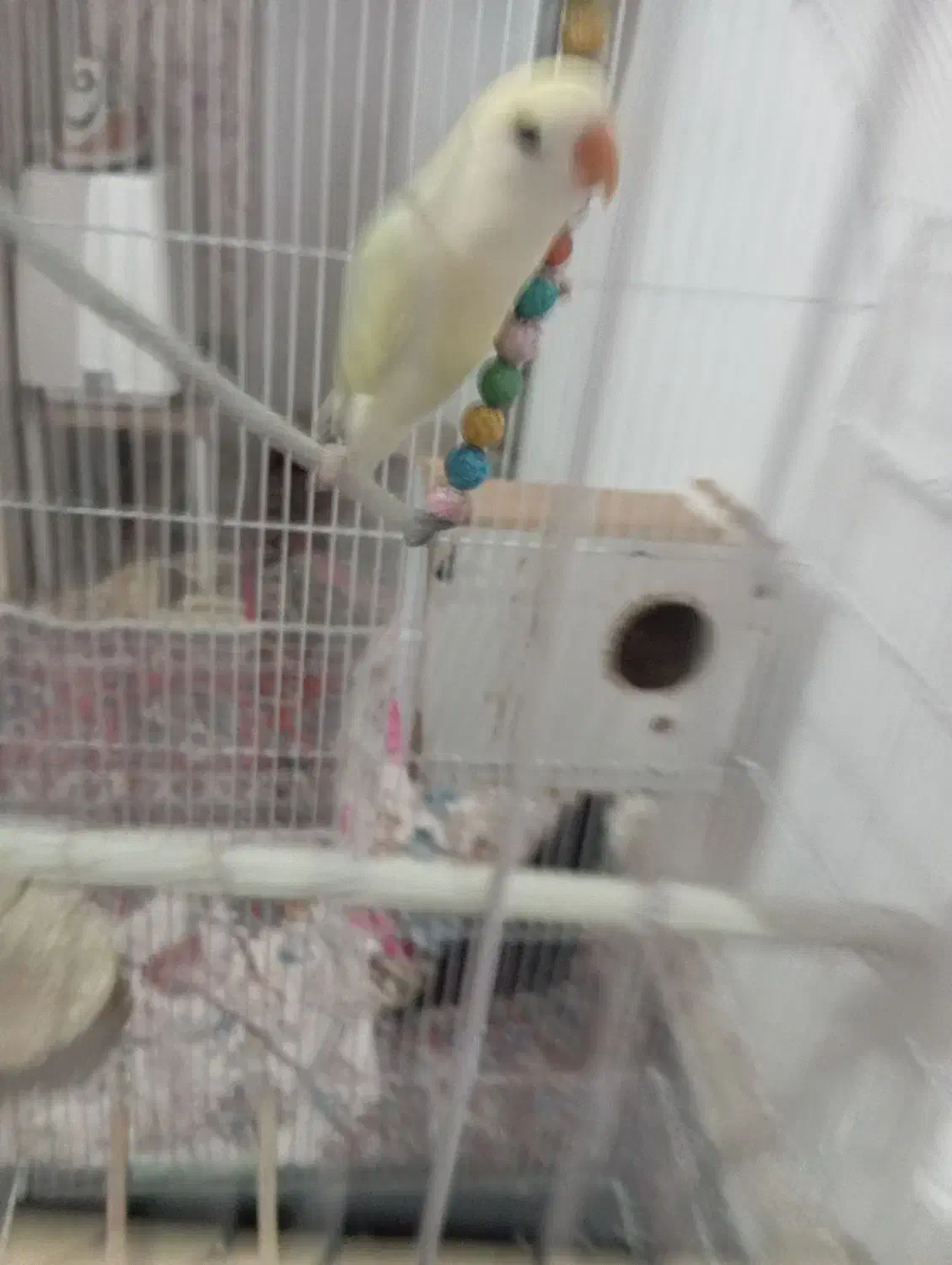 کوتوله ۴رنگ|پرنده|مشهد, اروند|دیوار