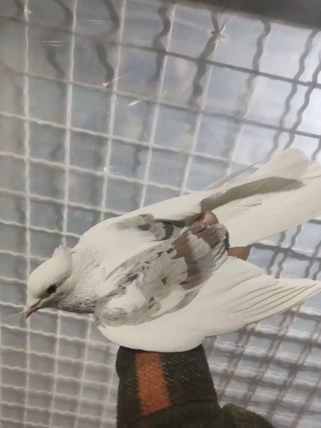 کبوتر یکت کاکلی نر|پرنده|ماهدشت, |دیوار