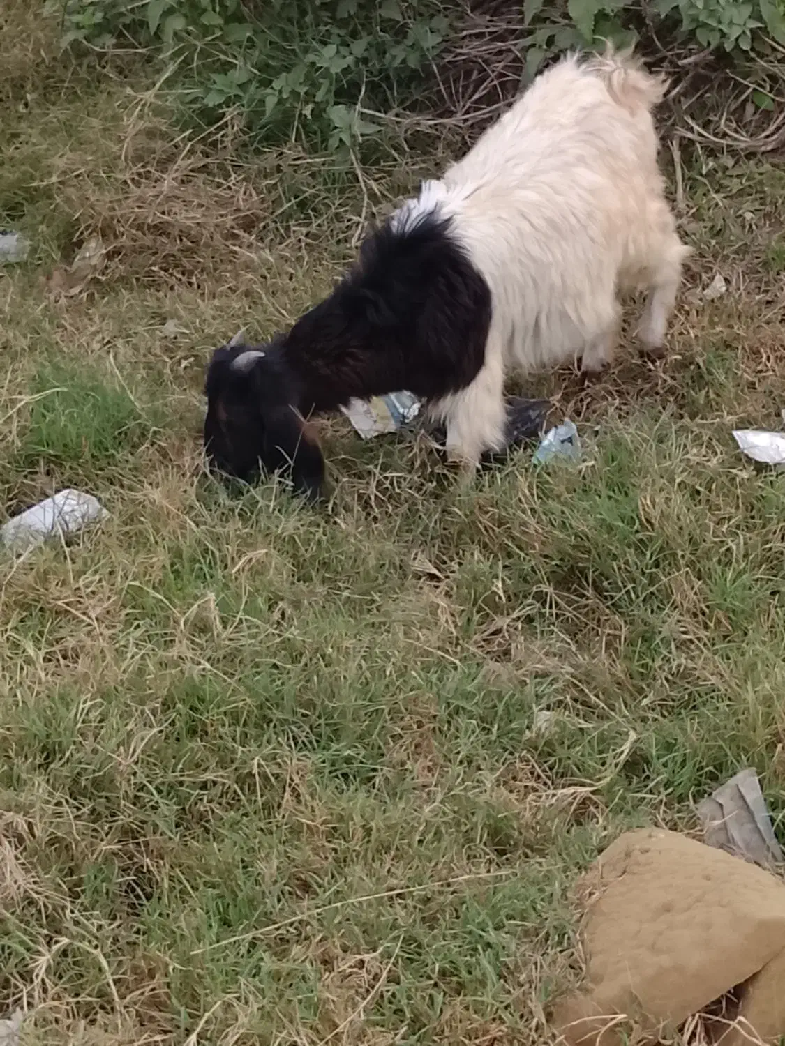 دوتا بزغاله نر|حیوانات مزرعه|گرگان, |دیوار