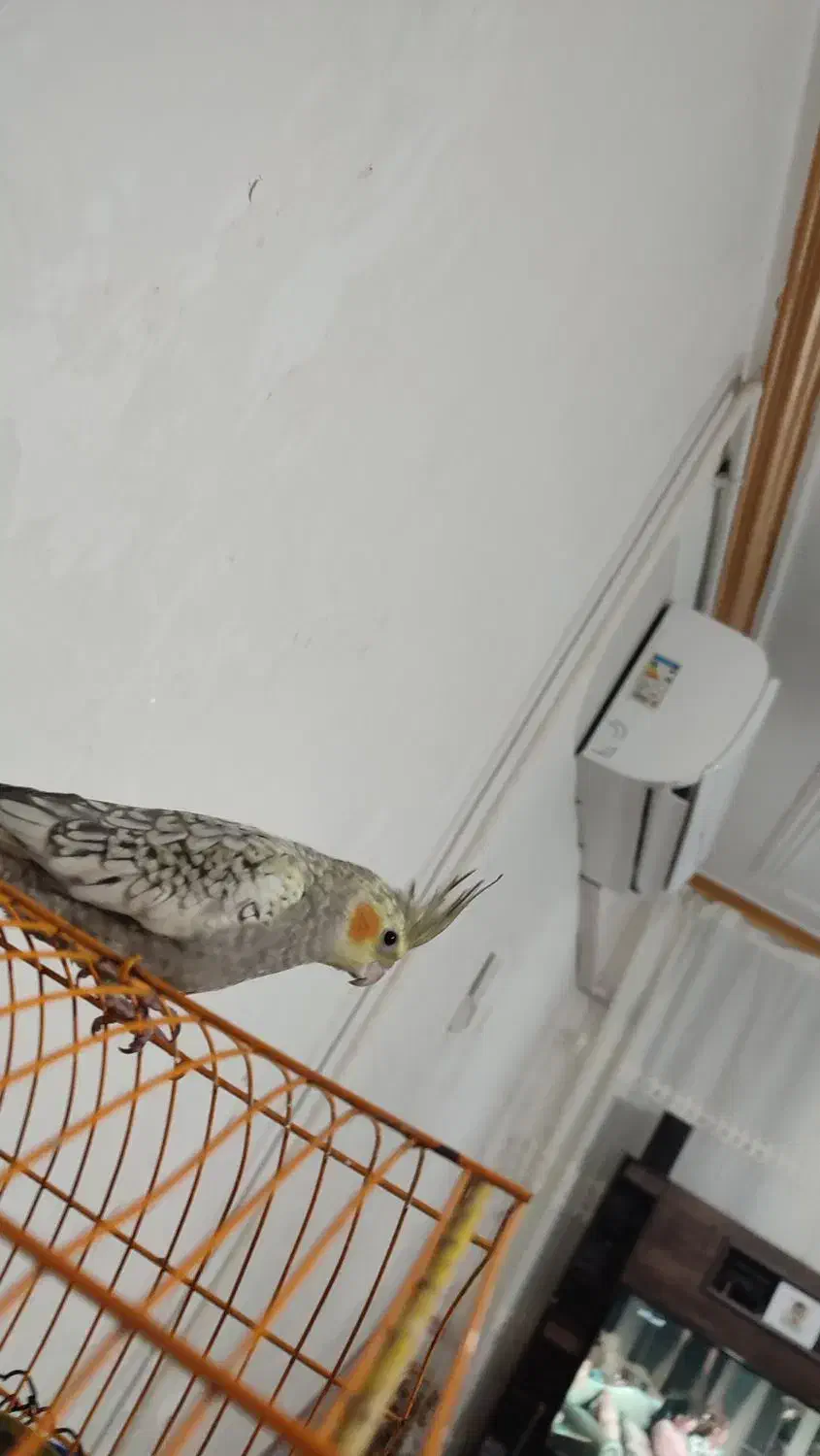 عروس هلندی ماده|پرنده|دره شهر, |دیوار