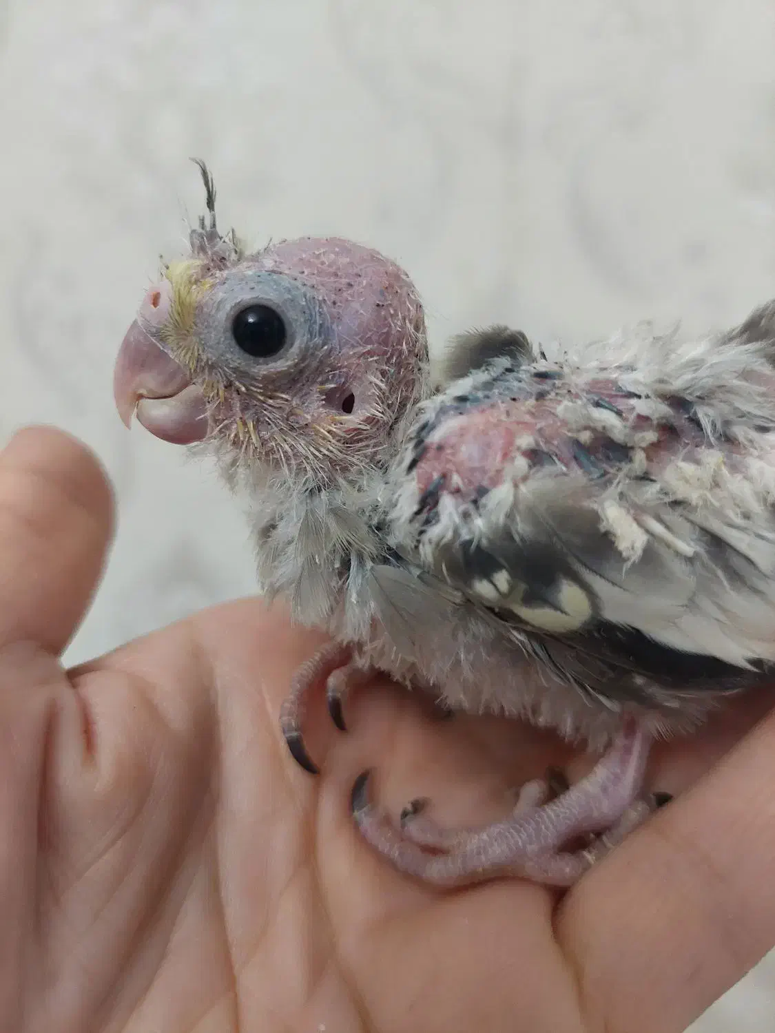 جوجه عروس هلندی گلباقالی|پرنده|کرج, مصباح|دیوار