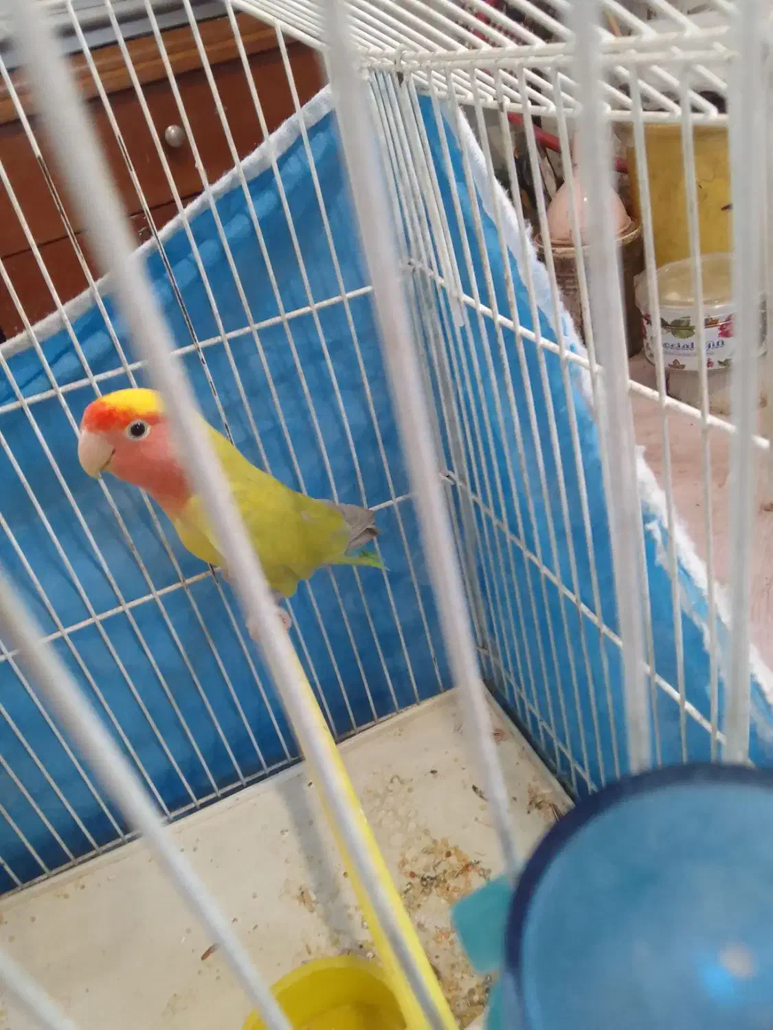 طوطی برزیلی|پرنده|رشت, دیانتی|دیوار