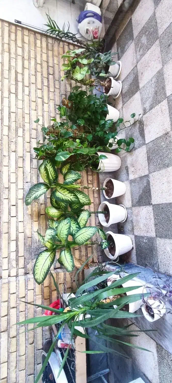 گل پتوس ، دیفن گندمی و ...|گل و گیاه طبیعی|اندیمشک, |دیوار