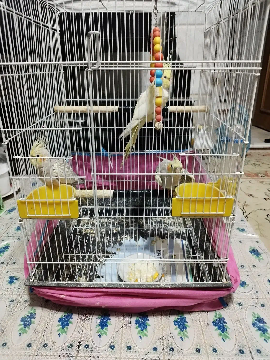 عروس هلندی|پرنده|یزد, |دیوار