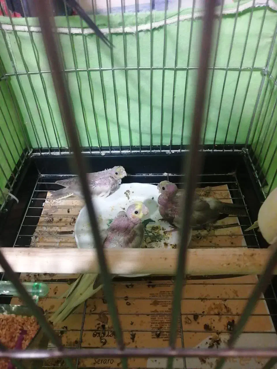 جوجه عروس هلندی 4روزه|پرنده|تهران, مولوی|دیوار