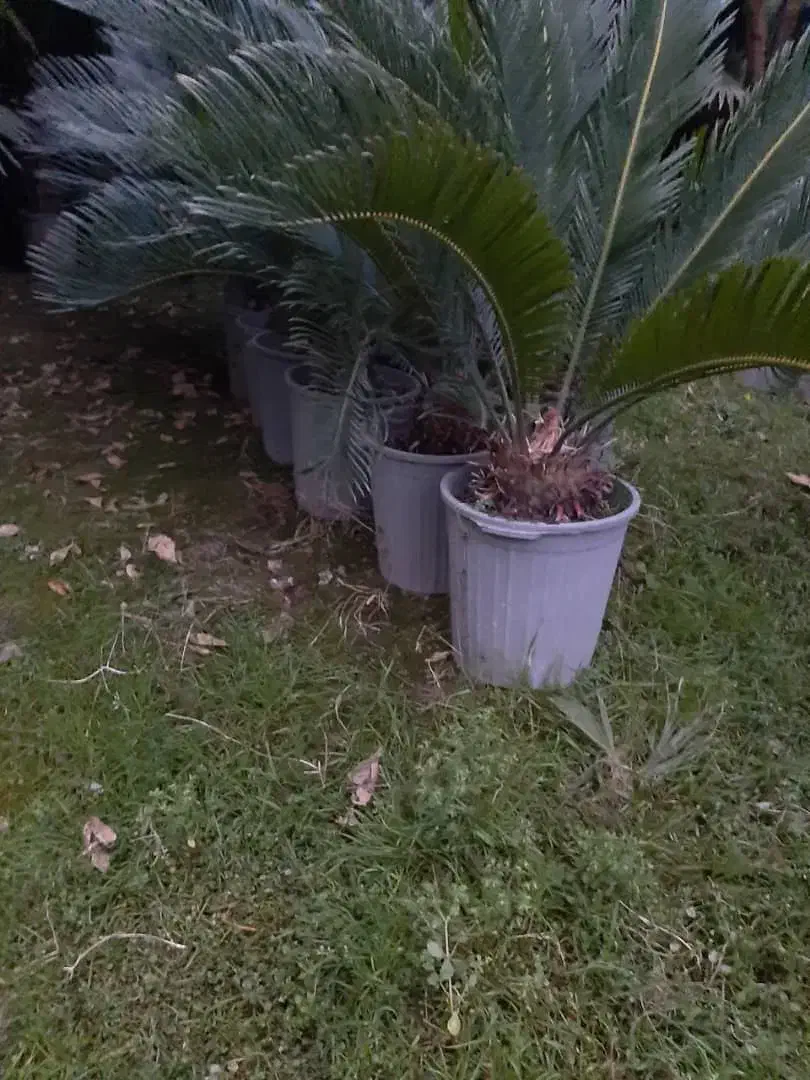 سیکاس ، یوکا ، آگاو ، پالم فیلیفرا|گل و گیاه طبیعی|تهران,  امام زاده قاسم (نیاوران)|دیوار