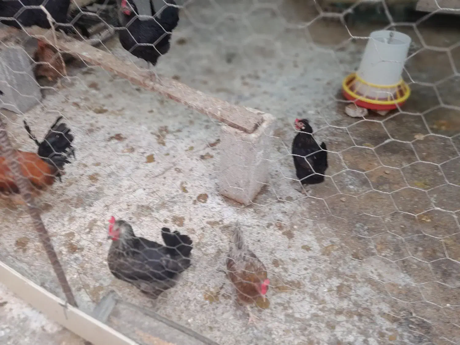 فروش مرغ وخروس|حیوانات مزرعه|دیلم, |دیوار