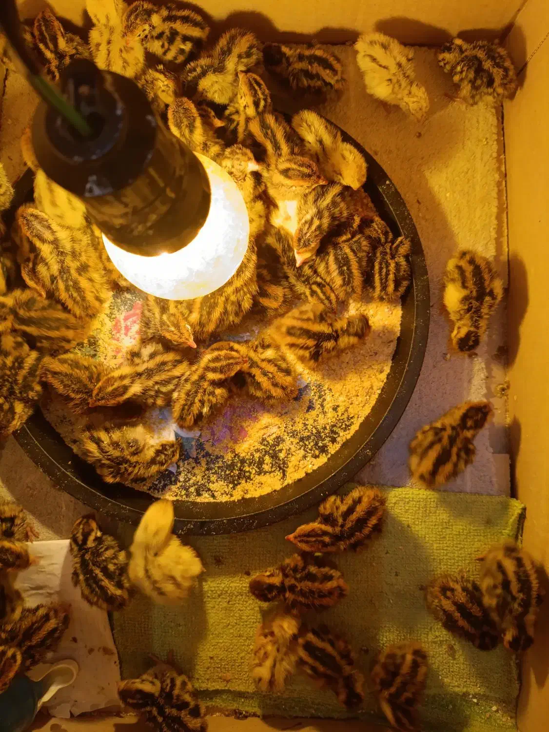 جوجه دوهفته ای وجوجه بلدرچین|حیوانات مزرعه|قم, حاج خلیل|دیوار